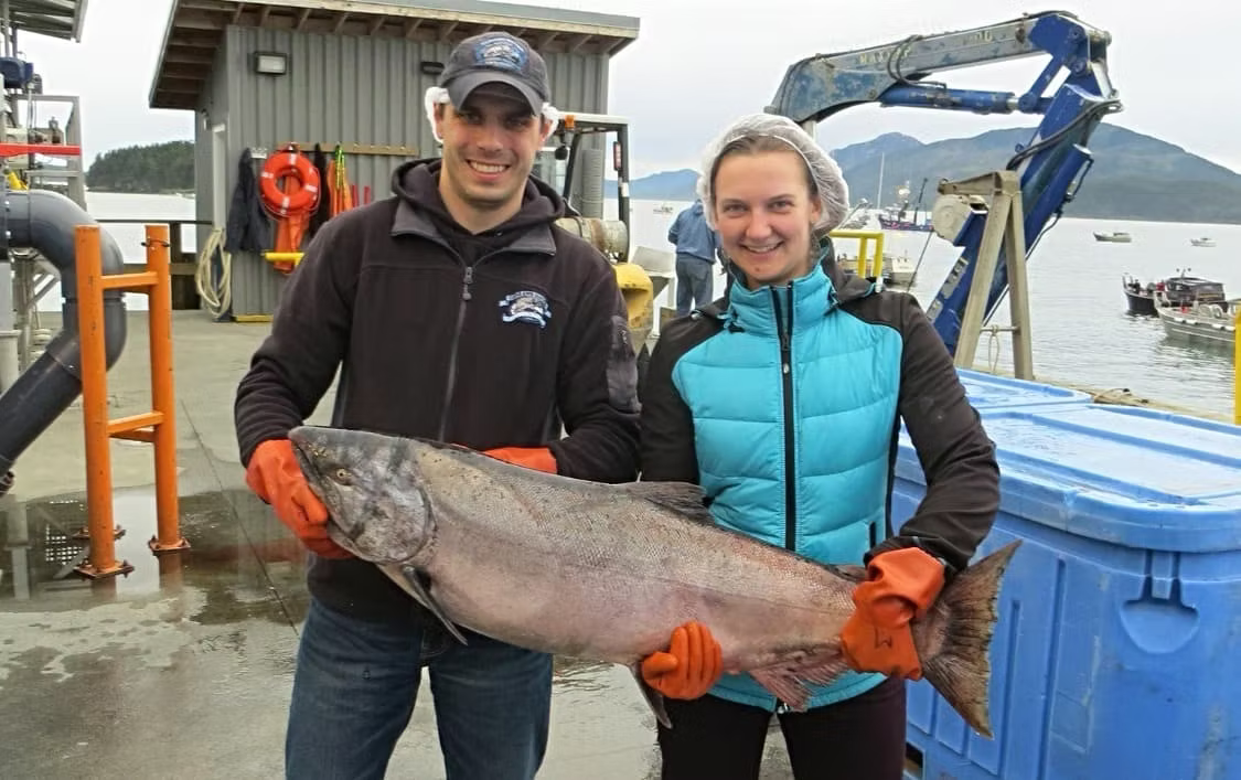 What is wild Alaskan salmon?