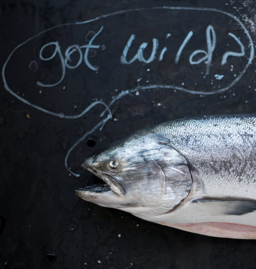 Salmon on a black surface with 'got wild?' text