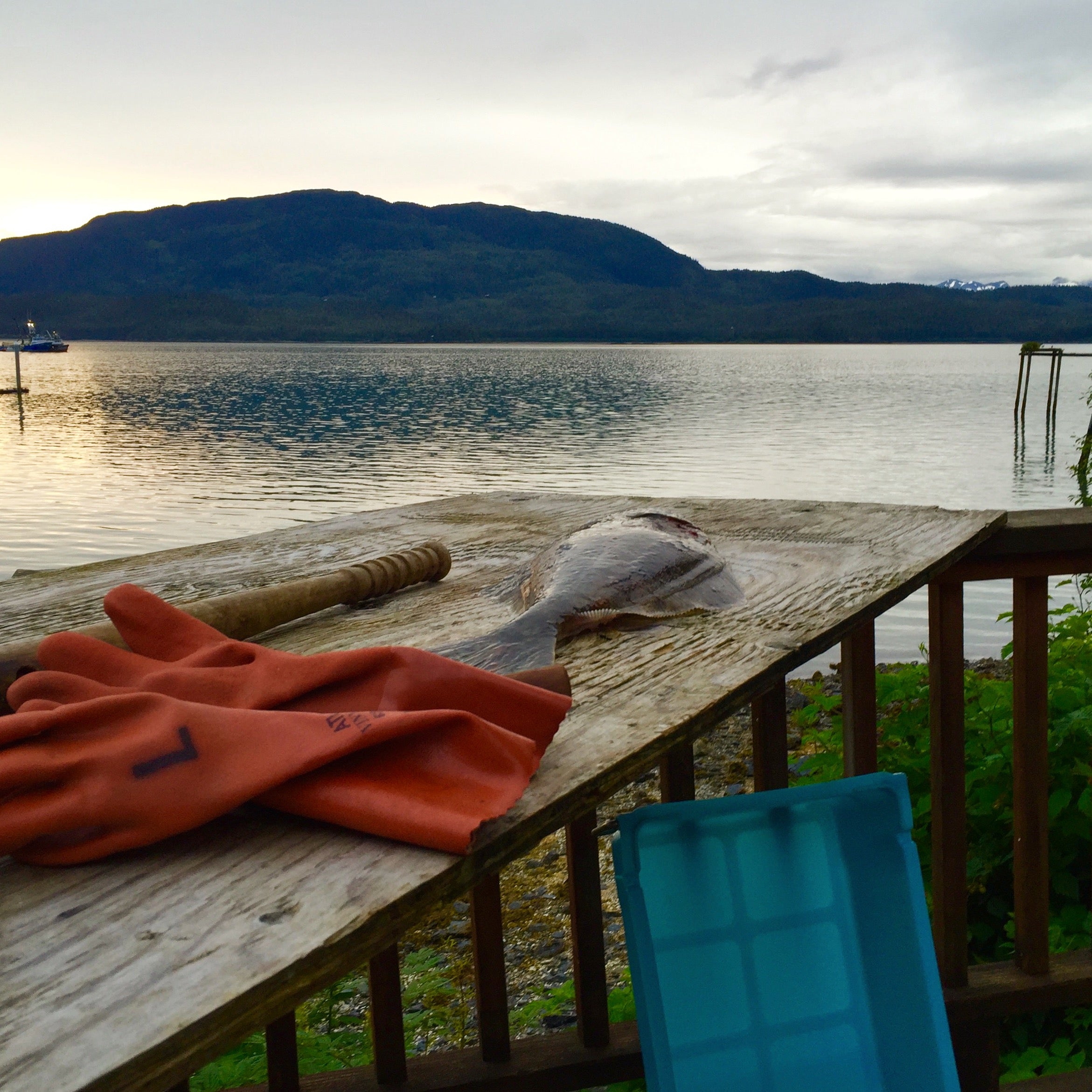 Wild Alaskan Halibut Cheeks (1 lb)