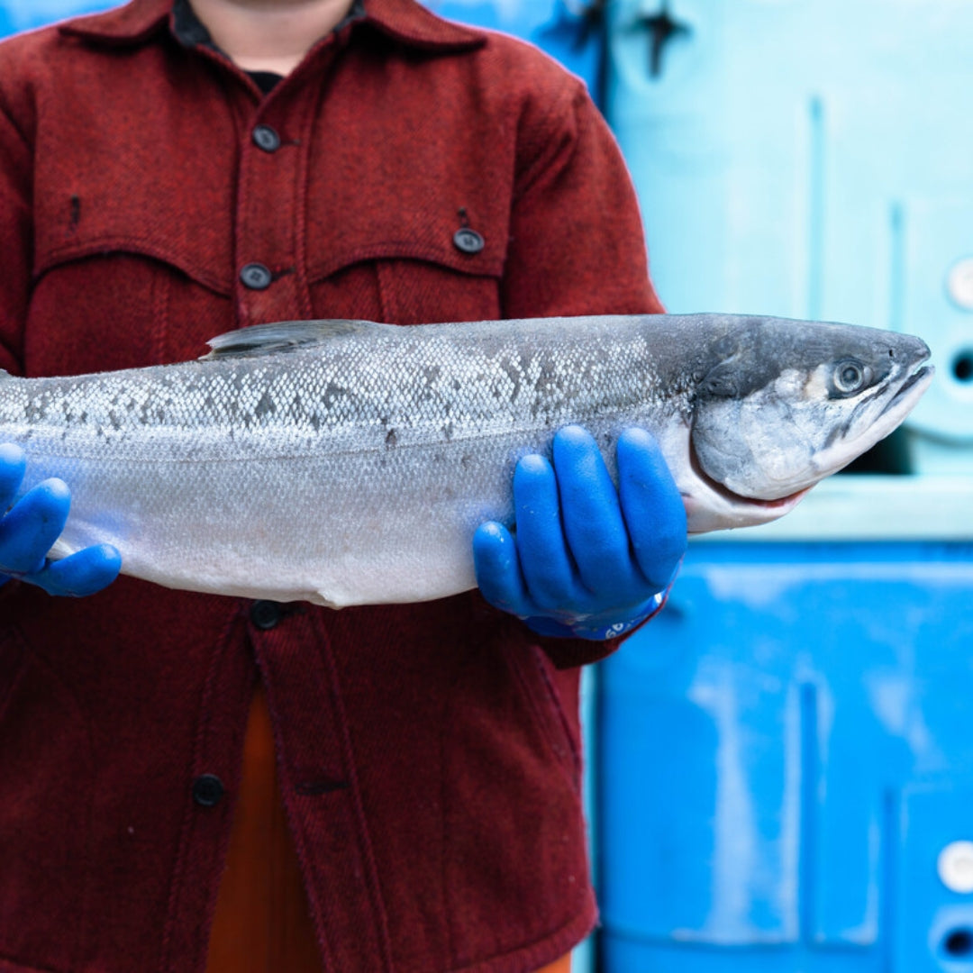 Wild Alaskan Sockeye Salmon Portions