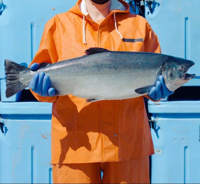 Copper River Coho Salmon Fillet (Full Side)
