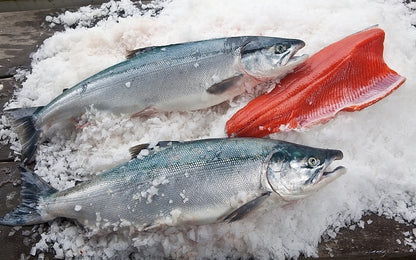 FIRST CATCH of 2026 - Exclusive Fresh Copper River Sockeye Salmon Fillets