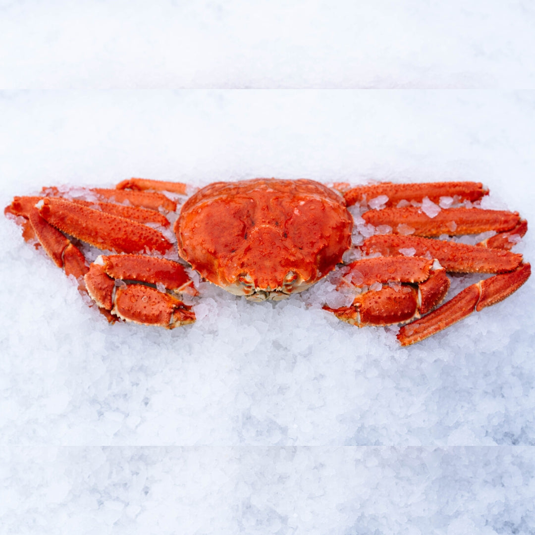Wild Alaskan Bairdi Snow Crab on crushed ice.